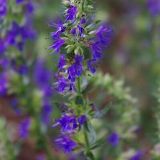Hyssop Blue Plug Plants Fragrant Flowers Garden Herb Perennial Hardy, Pack of 3