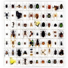 50 Piezas Insecto en Resina Espécimen Para Colección Educativa Insectos Regalo Real