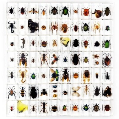 50 Pcs Insect in Resin Specimen For Educational Bugs Collection Real Insect Gift - Image 1 of 4