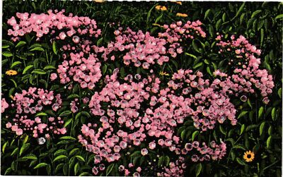 VTG Postcard- 25949. MOUNTAIN LAUREL ASHEVILLE NC. UnPost 1910