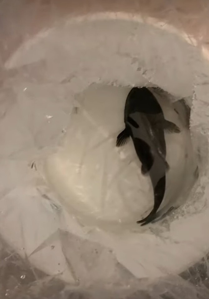 Gulper Catfish 10"+ Pick Up Only! eBay