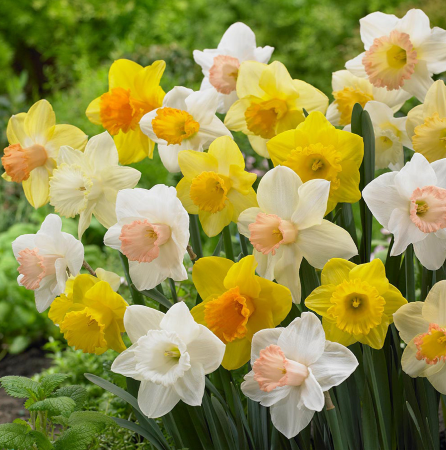 Daffodil Bulbs 5kg Mixed Varieties & Colours Beds Border Pots Perennial