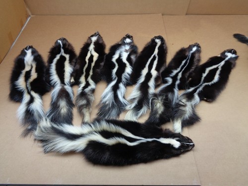 Professionally Prime #1 Tanned striped skunk hide/fur/gag gift/Prank - Picture 2 of 8