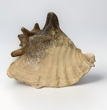 Vintage LARGE 8  Queen Conch Horned Natural Shell Beach House Coastal Decor
