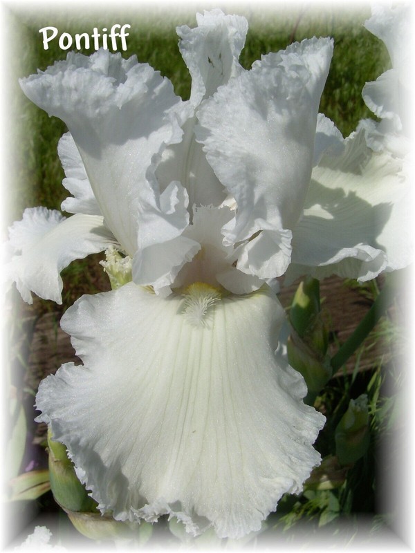 PONTIFF: tall bearded iris: 1 bonus with any 5