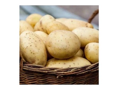 VELINA Kartoffelsamen 0,02g Bio gute Ernte Garten weltweiter Versand