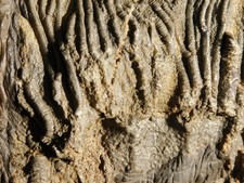 BIG! 430 Million Year Old! CRINOID Fossil or Sea LILY Fossil Morocco 1570gr
