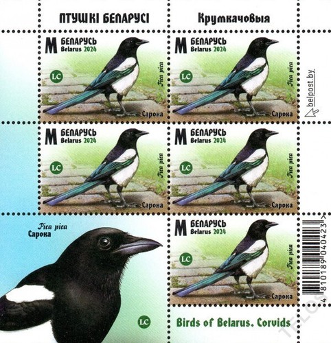 2024 Belarus Birds of Belarus - Corvids MNH - Picture 3 of 5