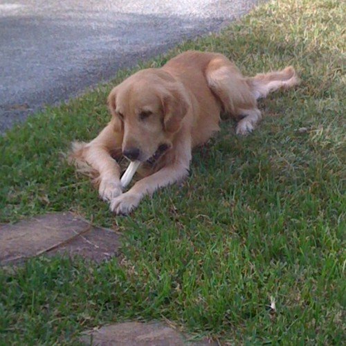 rawhide retriever rolls bulk