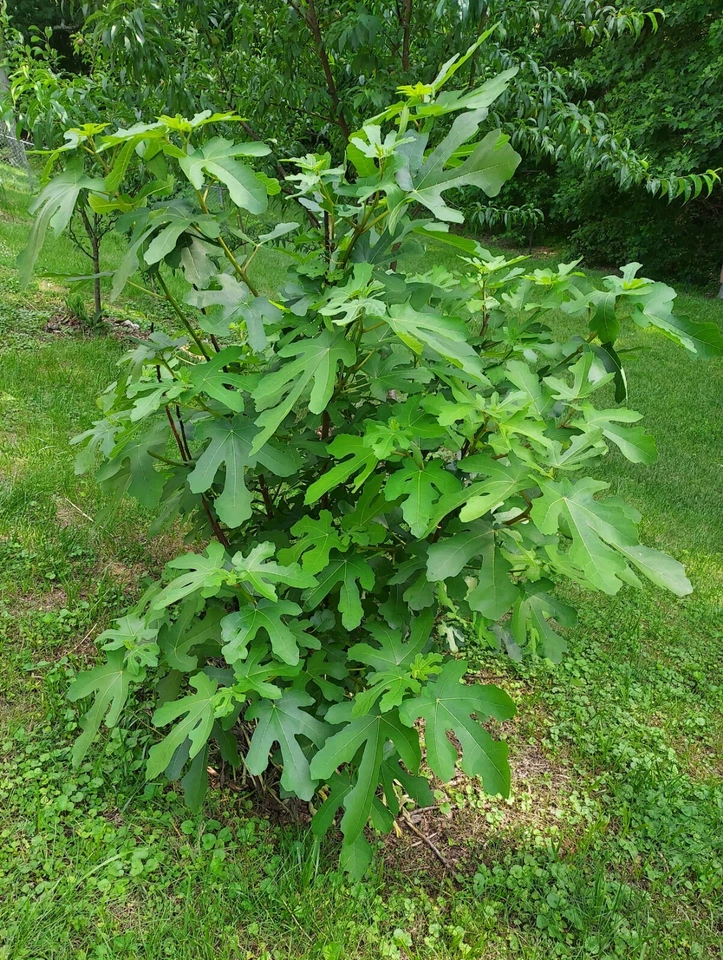 Ficus carica 'Celeste' Fig ESQUEJES DE PLANTAS VIVAS - Oferta de TRES - Plantas sanitarias Foto 3 de 4