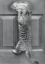 An English Watch Cat Replaces Dog a house Dyers Hallstone Leyto- 1922 Old Photo