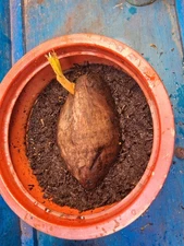 SPROUTED Cocos Nucifera  GREEN COCONUT SEED plant palm tree (ONE)