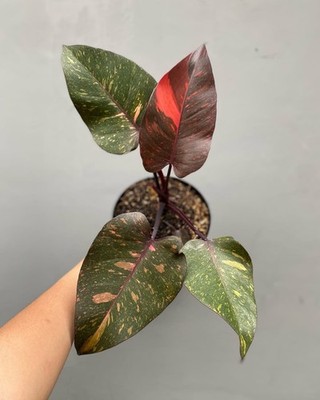 Philodendron orange princess galaxy Variegated   rare variegated plant