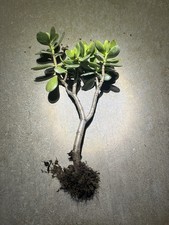 stem Rooted for Jade bonsai