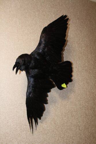 #0031 Taxidermy Mount Carrion Crow (Corvus Corone) Eurasian Raven Gothic
