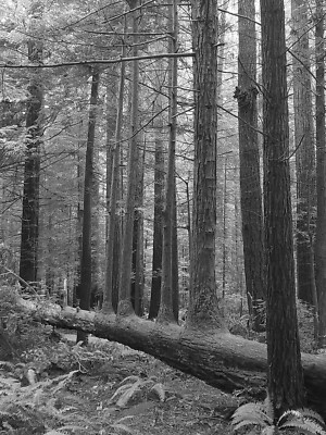 RedWood Trees in Northern California Forrest Retro Nature Poster Photo 11x17