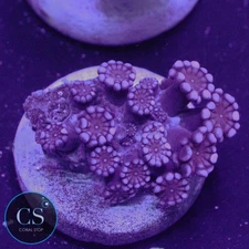 CS VERY RARE RUBY RED ALVEOPORA - WYSIWYG LIVE CORAL