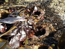 Photo 6x4 Boiler Pipe Holes Lunan/NO6851 Just in case you need convincin c2009