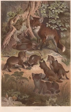 1883 Brehms Thierleben Chromolithograph Red Fox Family Den Original Color Plate