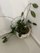 Hoya carnosa – talea radicata