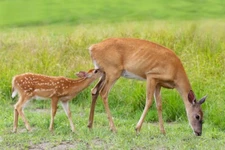 In One End and Out the Udder by Jim Cumming Wildlife Photography Giclee Print