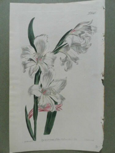 1809年 Curtis Botanical Magazine 大判~モクレンの仲間