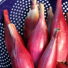 Italian Red Torpedo Onion Seeds, NON-GMO, Rossa di Tropea, FREE SHIPPING