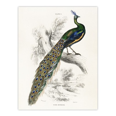 Männlicher Pfau Pfau Sir William Jardine Vintage Wandkunstdruck Poster