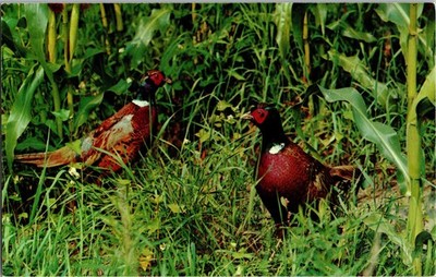 Vintage Ring-Necked Pheasants Hunting Gamebird Color Postcard by Dexter Press