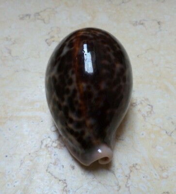 F cypraea pantherina F++++GEM red sea shell color super natural glossy 77.5mm