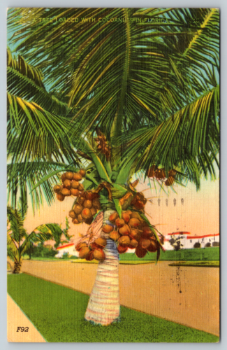 Loaded Coconut Tree Florida Temperature Thermometer c1940s Vintage Postcard - Afbeelding 1 van 2