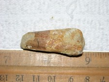 Dinosaur fossil tooth Spinosaurus Cretaceous Era bigger 1.5 inch long A61