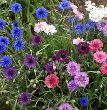 50 Count Cornflower / Bachelor Button Seed Mix - Free Shipping