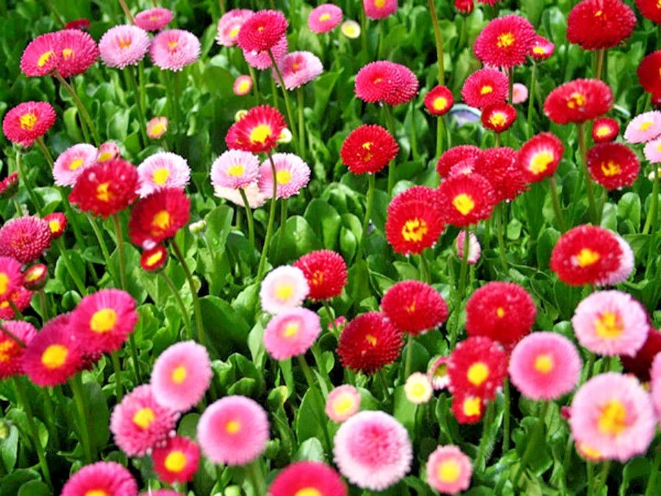401+ENGLISH DAISY MIX Flower Seeds European Wildflower Early Blooms Groundcover - Image 3 of 4