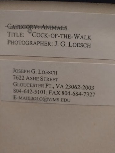 JOSEPH GEORGE LOESCH, PH. "D. FOTOGRAFÍA COCK-OF-THE-ROCK PERÚ PÁJARO NARANJA 9x12" - Imagen 4 de 5