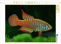 Calvendo Puzzle Simpsonichthys Zonatus Brazil | 1000 Pieces, Finished Size 25.2
