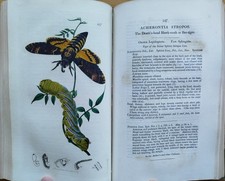 Curtis British Entomology Insekten 95 kolorie...