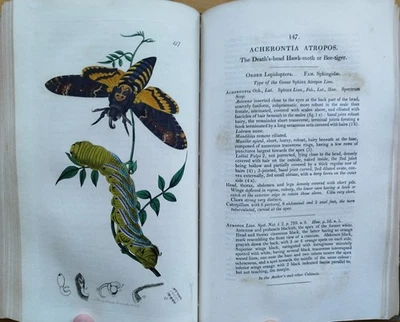 Curtis British Entomology Insekten 95 kolorierte Tafeln 2. Band - 1823 - Bild 1 von 4