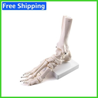 Realistic Life-Size Foot and Ankle Skeleton Model, Perfect for Classroom Use