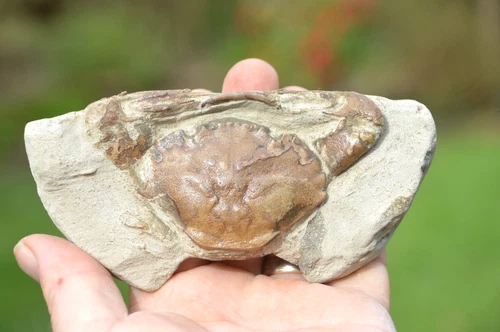 LOVELY  RARE FOSSIL CRAB FROM JAVA, INDONESIA , BEST VALUE  ANYWHERE! #19