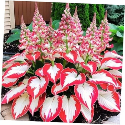 #ad #ad 1000 Hosta Seeds Shade Plant Hardy Perennial Foliage Garden Non GMO Heirloom Veg $4.99