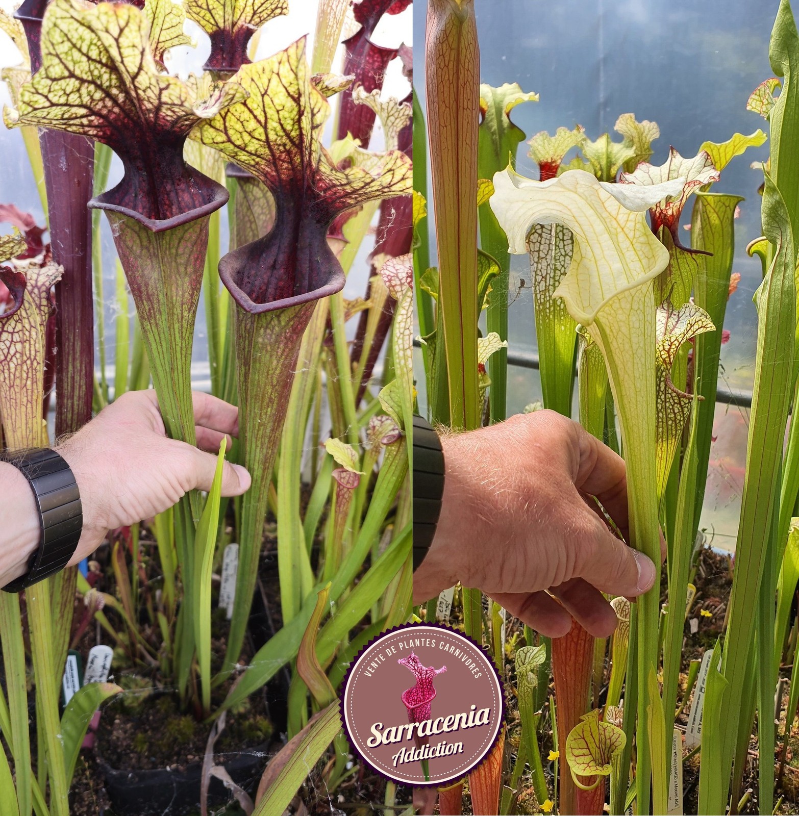 Graines de Sarracenia 2025-2026 : plantes carnivores rares pour tourbière extérieure