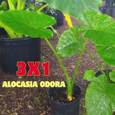 Three (3) x 2 Feet Florida Alocasia Odora Elephant Ears Plant USA Seller. |  eBay