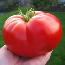 100 Heirloom Giant Red Beefsteak Tomato Seeds - Indeterminate - Up to 4LBs