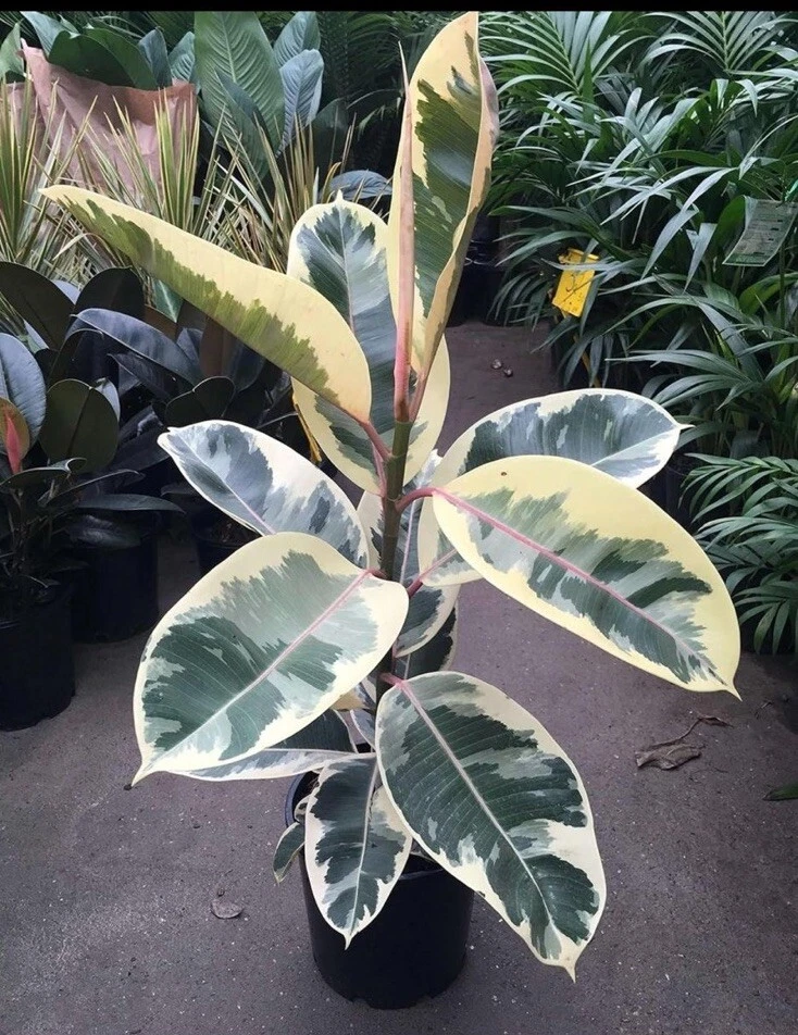 rubber plant variegated