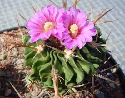 Stenocactus: caratteristiche e proprietà di questo genere di pianta