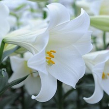 T&M Lily Trumpet Tree Lime Green Easter Lily Garden Flowering Easter Hardy Bulbs
