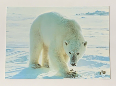 Polar Bear Isbjorn Svalbard Norway Postcard Thalarctos Maritimus Unposted