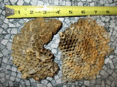 Bald Face Hornet Nest Bee Hive Combs (Set of 2)