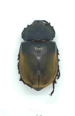 Megasoma Elephas Buchse, 69mm groß !!! A1